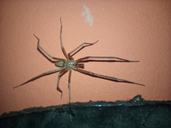 Kukulcania hibernalis