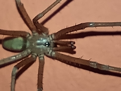 Kukulcania hibernalis