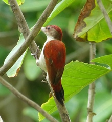 Dryobates callonotus