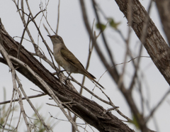 Chrysococcyx osculans