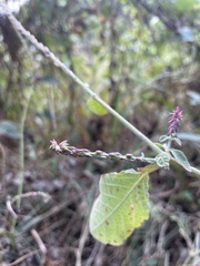 Achyranthes indica