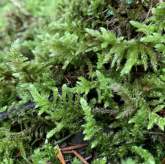 Homalothecium megaptilum