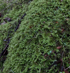 Homalothecium megaptilum