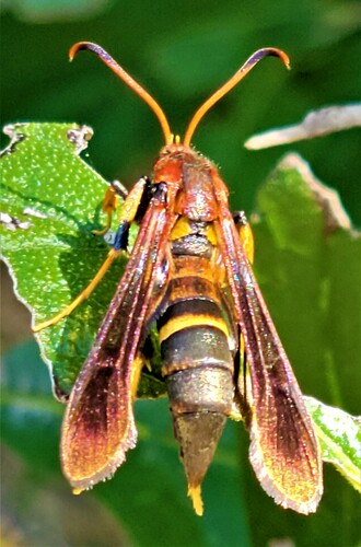 Banded Ash Borer Moth