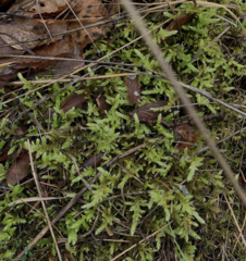 Homalothecium megaptilum