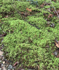 Homalothecium megaptilum