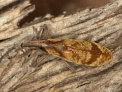 Gasteroclisus