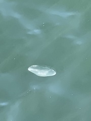 Aurelia coerulea