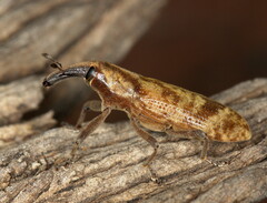 Gasteroclisus