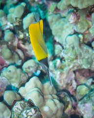 Forcipiger flavissimus