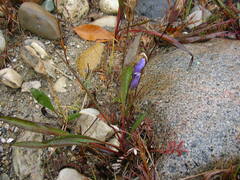 Gentianopsis virgata