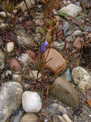 Gentianopsis virgata