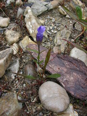 Gentianopsis virgata