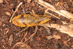 Gasteroclisus