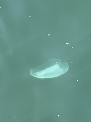 Aurelia coerulea