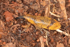 Gasteroclisus