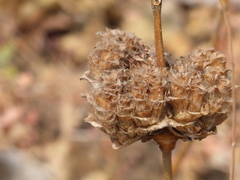 Neuracanthus sphaerostachyus