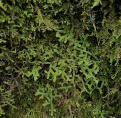 Selaginella douglasii