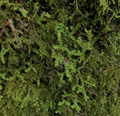 Selaginella douglasii