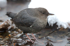 Cinclus mexicanus unicolor