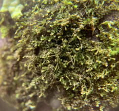 Frullania bolanderi