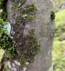 Frullania bolanderi