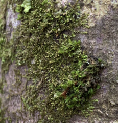 Frullania bolanderi