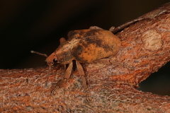 Gonipterus