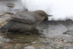 Cinclus mexicanus unicolor