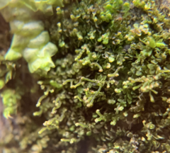 Frullania bolanderi