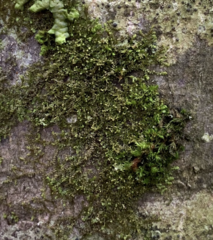 Frullania bolanderi