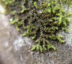 Frullania bolanderi