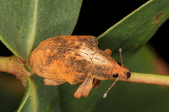 Gonipterus
