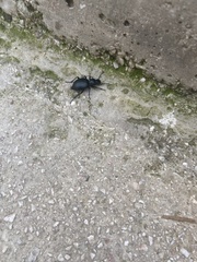 Tentyria rotundata orbicollis