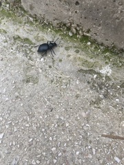 Tentyria rotundata orbicollis
