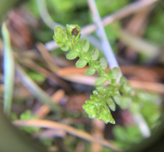 Selaginella douglasii