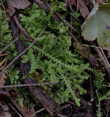 Selaginella douglasii