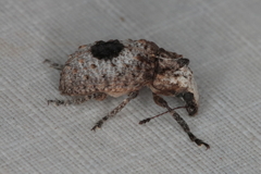 Pseudeuparius