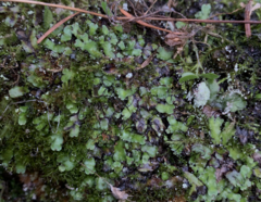 Targionia hypophylla