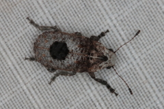 Pseudeuparius