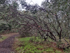 Arctostaphylos pallida