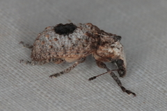 Pseudeuparius