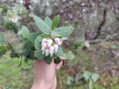 Arctostaphylos pallida
