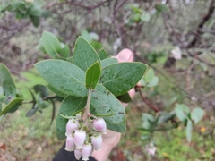 Arctostaphylos pallida