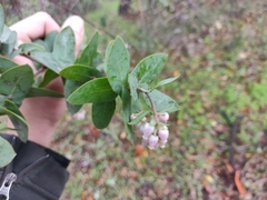 Arctostaphylos pallida