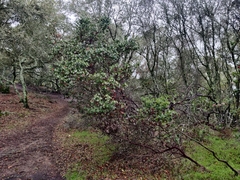Arctostaphylos pallida