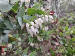 Arctostaphylos pallida