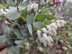 Arctostaphylos pallida