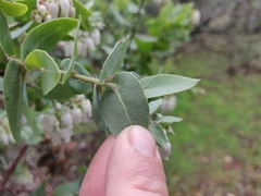 Arctostaphylos pallida