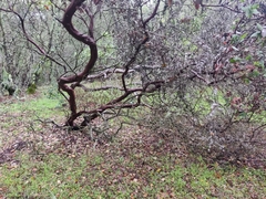 Arctostaphylos pallida
